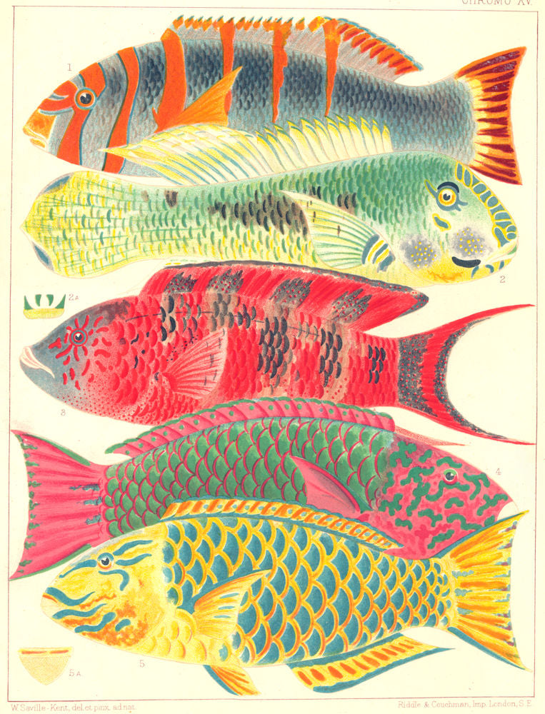 GREAT BARRIER REEF PARROT FISH Orange-banded Hodgkinson's Scarlet-Surf 1893